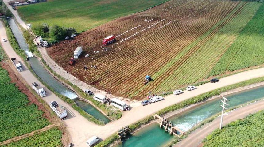 Kilosu şu anda 15 TL! Hasat başladı 'Fiyatlar aşağıya düşecek' Türkiye'nin dört bir yanına...