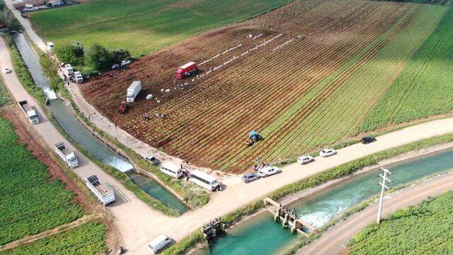 Kilosu şu anda 15 TL! Hasat başladı 'Fiyatlar aşağıya düşecek' Türkiye'nin dört bir yanına...