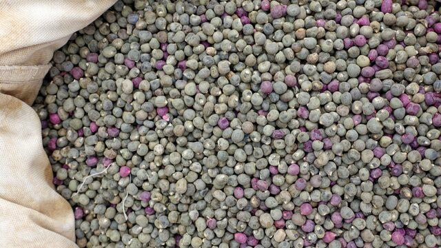 Etten daha fazla protein içeriyor! Magnezyum deposu bu besin diz ağrılarını anında geçiriyor