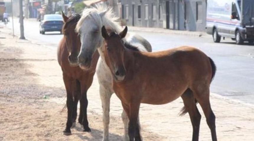 Ucuz et tartışmaları s&uuml;rerken T&Uuml;İK'in a&ccedil;ıklaması kafaları karıştırdı: At ve eşek sayısı d&uuml;ş&uuml;yor