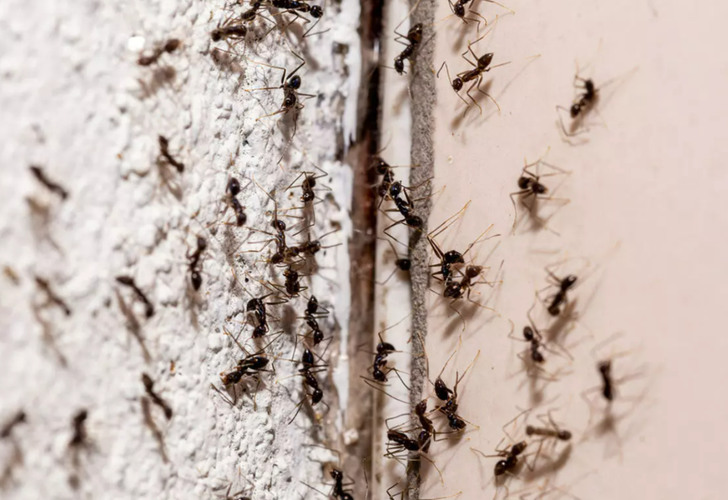 İki malzemeyle karınca istilalarına son veriyor! Karıncalardan kurtulmak için etkili çözümü paylaştı