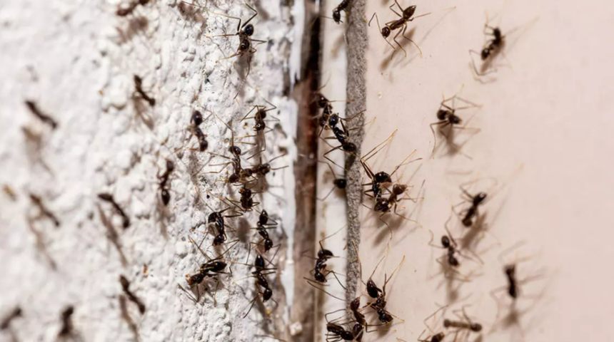 İki malzemeyle karınca istilalarına son veriyor! Karıncalardan kurtulmak i&ccedil;in etkili &ccedil;&ouml;z&uuml;m&uuml; paylaştı