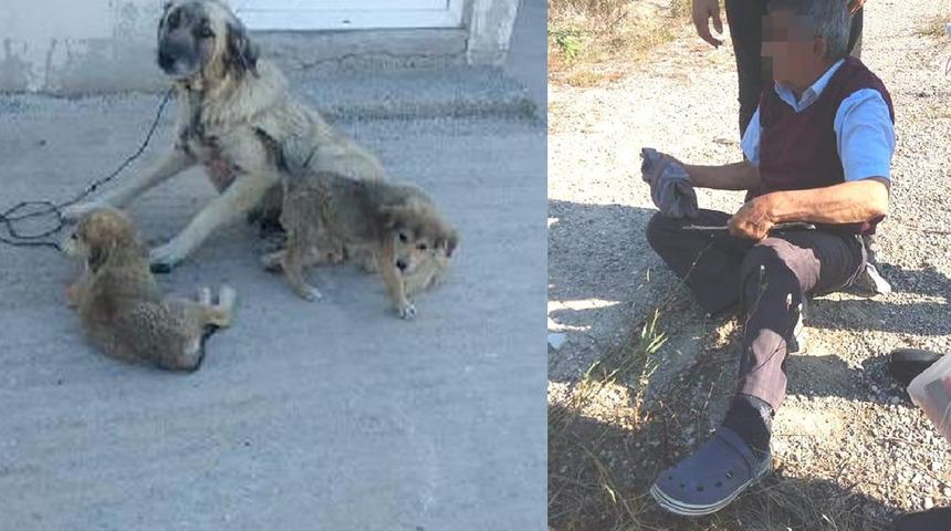 Köpeği ağaca bağlayıp cinsel saldırıda bulunmuştu! O sanık hakkında karar verildi