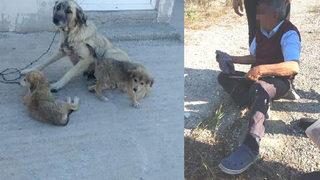 Köpeği ağaca bağlayıp cinsel saldırıda bulunmuştu! O sanık hakkında karar verildi