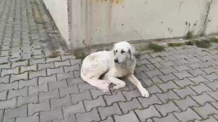 İzmir’de köpeğe işkence anbean kamerada