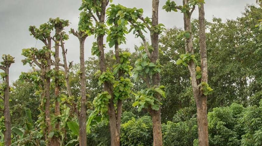 Tik (Teak) ağacı nedir, nerelerde kullanılır? Ağacın özellikleri nelerdir? Büyük  İzmir Folkart yangınında tik ağacı detayı!