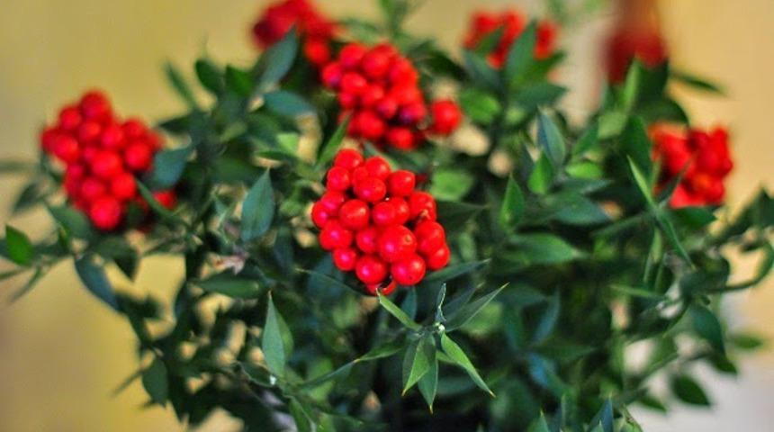 Efsanesini &ouml;ğrenip satın alın! Yılbaşı &ccedil;i&ccedil;eği KOKİNA