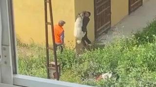 Köpeğe işkence anbean kamerada! Yaptıkları dehşete düşürdü