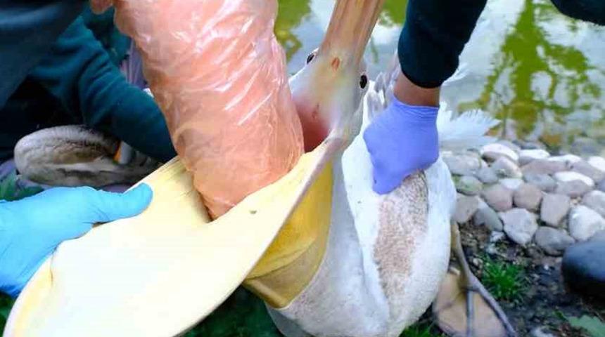 Pelikanın midesinden çıktı! Ekipler şaşkına döndü