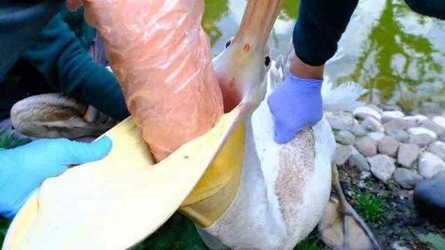 Pelikanın midesinden çıktı! Ekipler şaşkına döndü