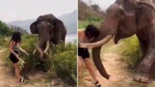 Elindeki muzla dakikalarca fille dalga geçti! Hayvanın intikamı acı oldu... Sosyal medyadan yorum yağmuruna tutuldu