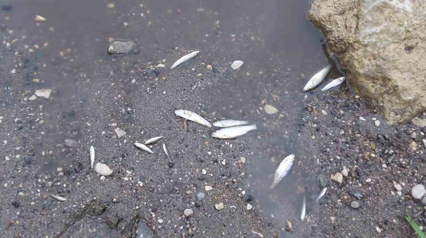 Zamantı Irmağı'nda korkutan görüntü: Ölen balıklar kıyıya vurdu