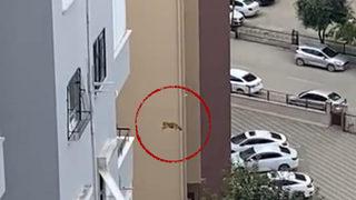 Yer: Adana! Korkan kedi 14'üncü kattan atladı