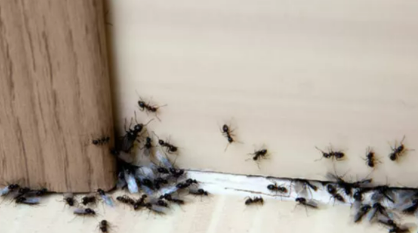 B&ouml;ceklerden kurtulmak i&ccedil;in kullandığı y&ouml;ntemle viral oldu! Sadece iki malzemeyle evinizdeki haşerelerden sonsuza dek kurtulabilirsiniz