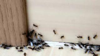 Böceklerden kurtulmak için kullandığı yöntemle viral oldu! Sadece iki malzemeyle evinizdeki haşerelerden sonsuza dek kurtulabilirsiniz