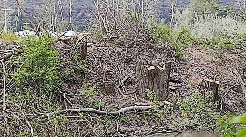 Orman fidanlığında ağaç kıyımı iddiası