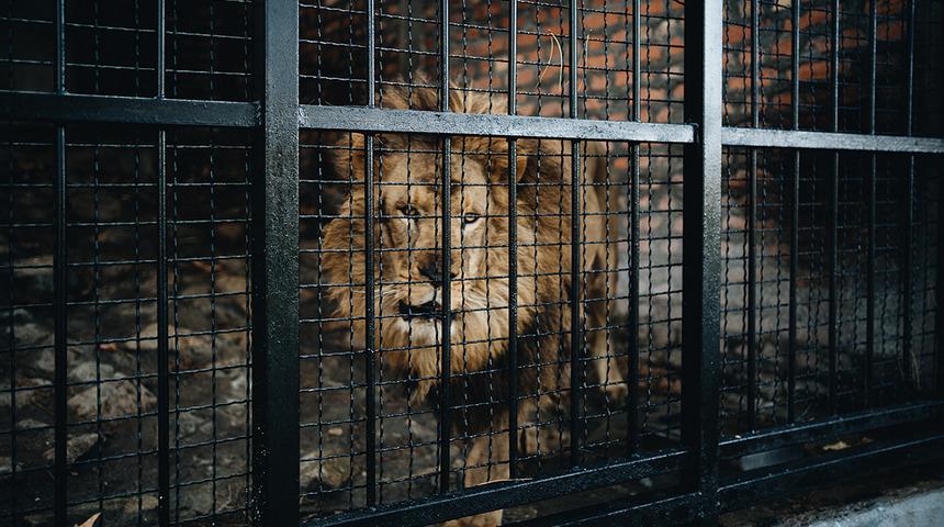 Kafese yaklaştı, canından oldu: Hayvanat bahçesinde aslan dehşeti! 6 yaşındaki çocuk hayatını kaybetti, ülke tarihinde bir ilk...