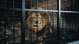 Kafese yaklaştı, canından oldu: Hayvanat bahçesinde aslan dehşeti! 6 yaşındaki çocuk hayatını kaybetti, ülke tarihinde bir ilk...