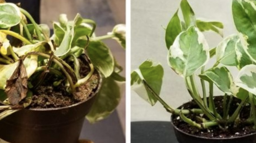 &Ouml;lm&uuml;ş &ccedil;i&ccedil;eklerinizi canlandırmanın kolay yolu! Solmuş &ccedil;i&ccedil;ekleri a&ccedil;tırmak i&ccedil;in...