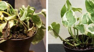 Ölmüş çiçeklerinizi canlandırmanın kolay yolu! Solmuş çiçekleri açtırmak için...