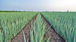 Soğanda kafa karıştıran veri: Kurusu yüzde 37 zamlandı, tazesi yüzde 34 ucuzladı! 