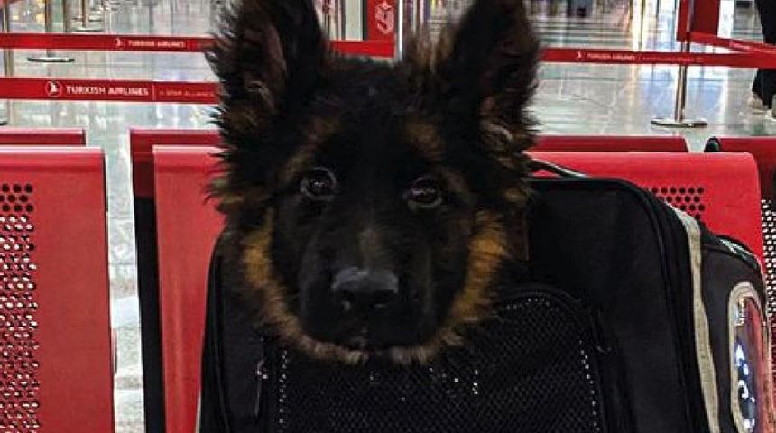 Türkiye'den Meksika’ya jest! Proteo anısına yavru köpek gönderildi