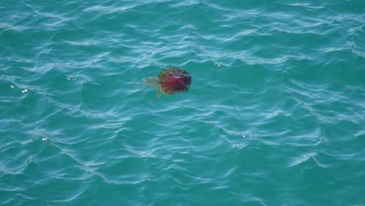Bu canlı ile sakın temas etmeyin! Çanakkale Boğazı'nda zehirli tehlike: Pusula denizanası