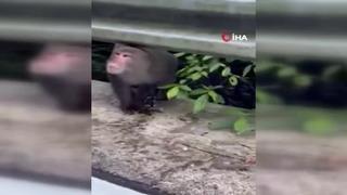 Şaşkına çeviren olay! Tayvan'da maymun, kedi yavrusunu kaçırdı