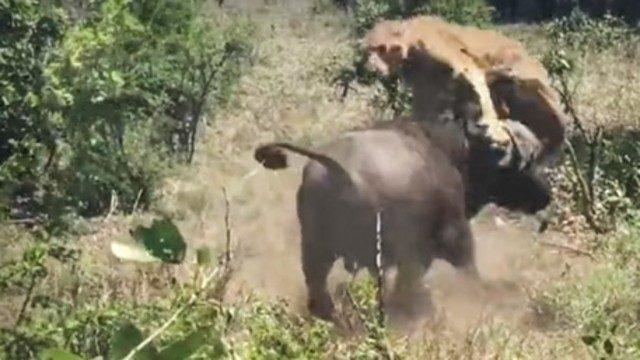 Dişi aslana saldıran bufalo