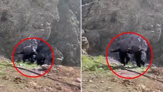 Teröristlerin teslim olma anı! MSB paylaştı: ‘TSK, aman dileyene ateş etmez!’