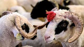 2023 KURBAN BAYRAMI: Kurban Bayramı ne zaman? Bayram tatili kaç gün? 2023 Diyanet takvimi