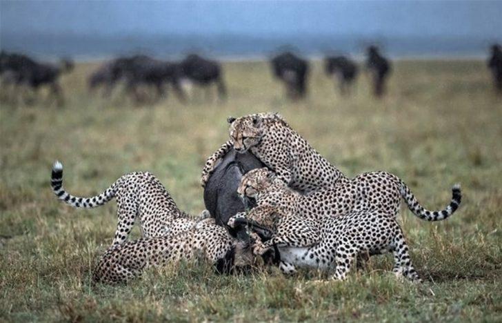 Ac Leopar Hayatinin Hatasini Yapti Yasam Haberleri