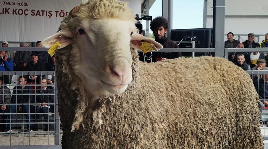  Satın almak için birbirleriyle yarıştılar! Damızlık koç, 91 bin liraya satıldı