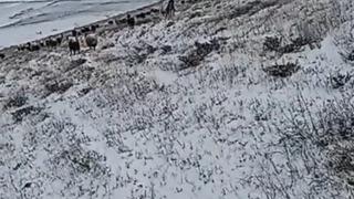 Mayıs ayında kar yağdı! Her yer bir anda beyaza büründü