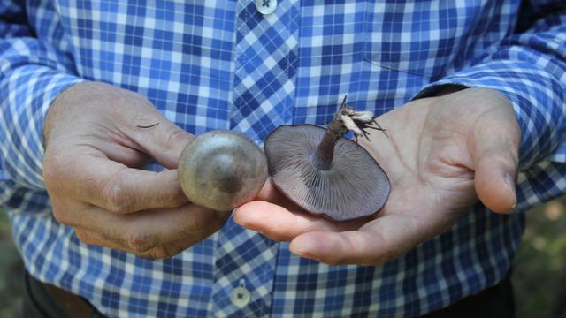 'Ölüm meleği' olarak biliniyor... Uzman isim uyardı! Bu mantarı sakın yemeyin