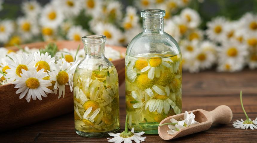 Papatyanın faydaları nelerdir, papatya çayı ne işe yarar? Papatya ne işe yarar, nasıl kullanılır?	