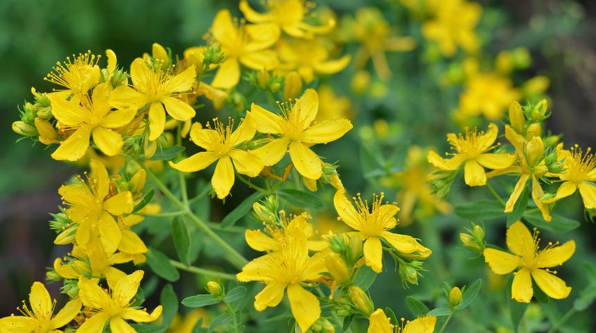 Kantaron otunun faydaları nelerdir, nasıl kullanılır? Kantaron otu ne işe yarar, zararı var mı?