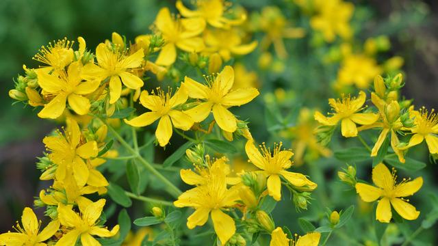 Kantaron otunun faydaları nelerdir, nasıl kullanılır? Kantaron otu ne işe yarar, zararı var mı?