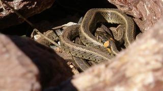 Hakkari'de yine aynı görüntü! Mayıs ayı gelince ortaya çıktı... Yılan Adası'nı aratmıyor