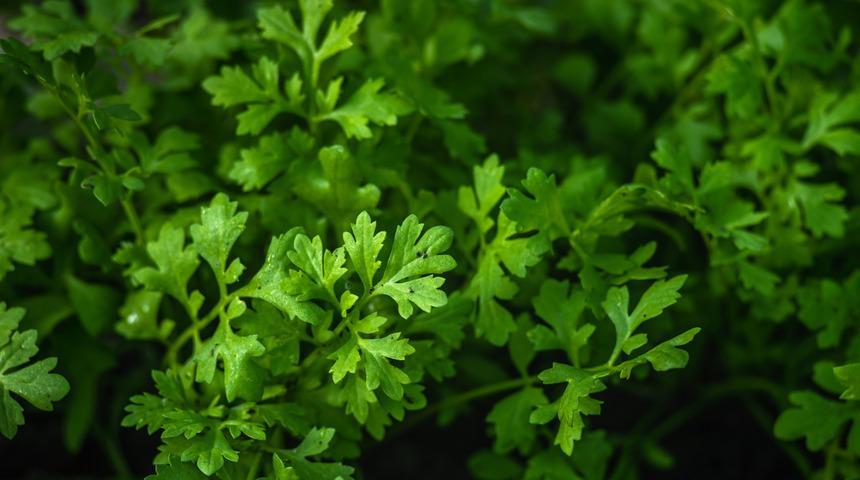 Tere otunun faydaları nelerdir, nasıl kullanılır? Tere otu tansiyonu yükseltir mi, alerjiye iyi gelir mi?	