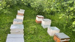 Tokat’ta çalınan 34 arı kovanını jandarma buldu