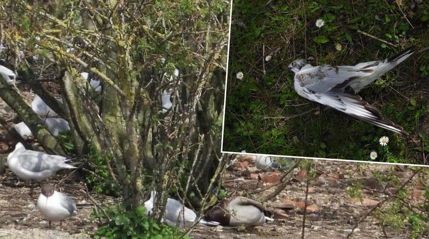 İngiltere’de endişe yaratan görüntüler! Gökten resmen ölü kuş yağdı... Yüzlerce kuş hayatını kaybetti