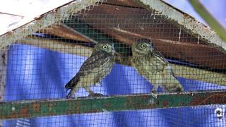 Osmaniye'de bulunan 2 baykuş yavrusu bakımlarının ardından doğaya salındı