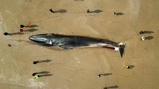 Tam 17 metre boyundaki balina kıyıya vurdu! Görenler şaşkınlığını gizleyemedi... “Elektrikli testereyle parçalanmak zorunda kalabilirler”