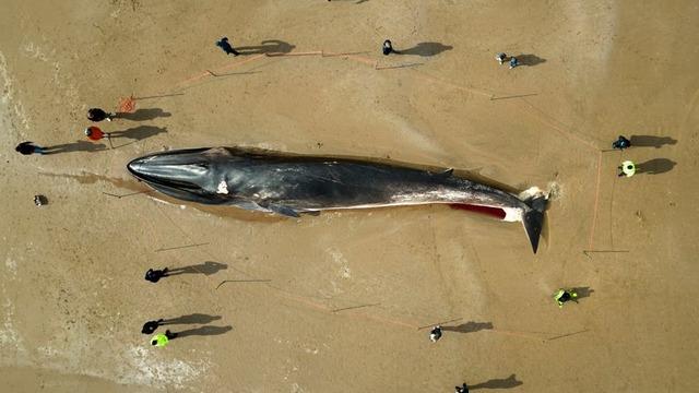 Tam 17 metre boyundaki balina kıyıya vurdu! Görenler şaşkınlığını gizleyemedi... “Elektrikli testereyle parçalanmak zorunda kalabilirler”