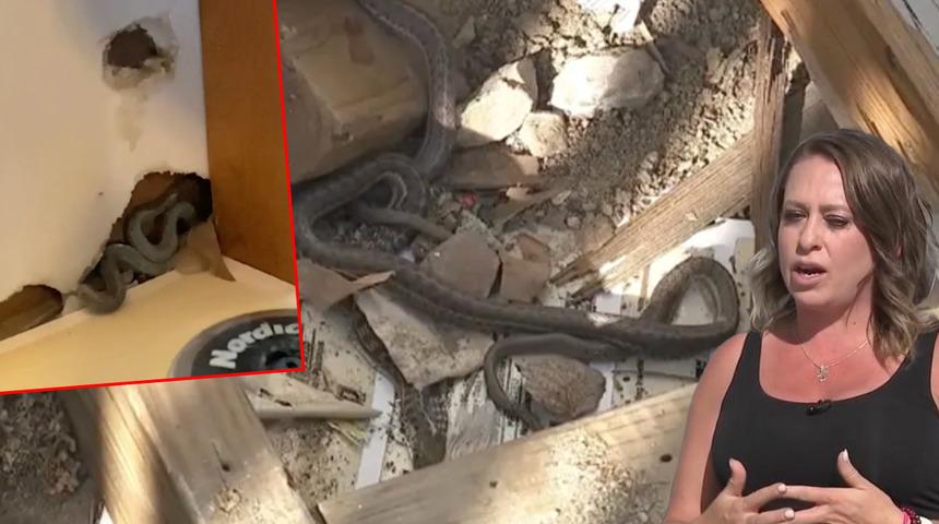 Yeni aldığı evin duvarlarından resmen yılan fışkırdı! Onlarca tanesini bir arada görünce şoke oldu... Tuvalete gitmeye bile korkuyor