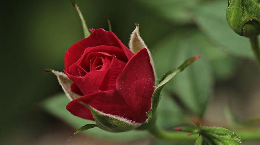 HIDIRELLEZDE GÜL AĞACI GELENEĞİ: Hıdırellezde gül ağacı yoksa ne yapılır, dilek nereye gömülür? Gelenek ve ritüeller