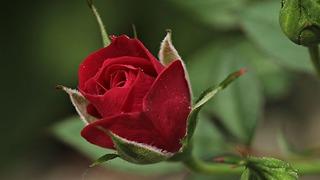 HIDIRELLEZDE GÜL AĞACI GELENEĞİ: Hıdırellezde gül ağacı yoksa ne yapılır, dilek nereye gömülür? Gelenek ve ritüeller