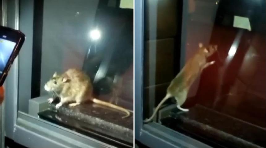 Mide bulandıran görüntüler! Fare görülen fırın mühürlendi, tüm ürünler imha edildi