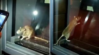 Mide bulandıran görüntüler! Fare görülen fırın mühürlendi, tüm ürünler imha edildi